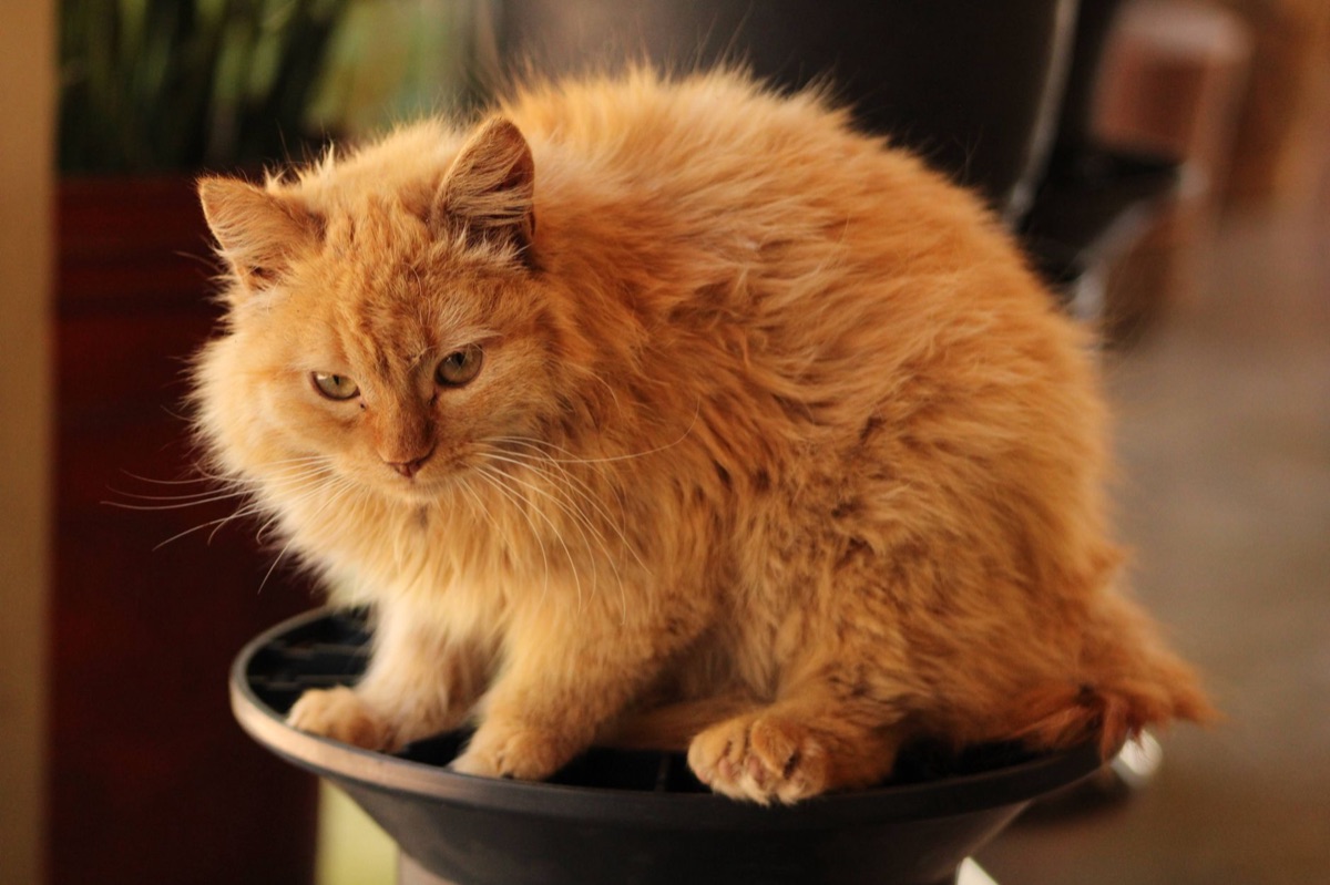Gato com balança de peso