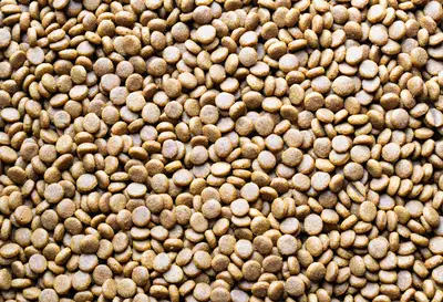 Règle des 10% alimentation : guide pour la santé animale