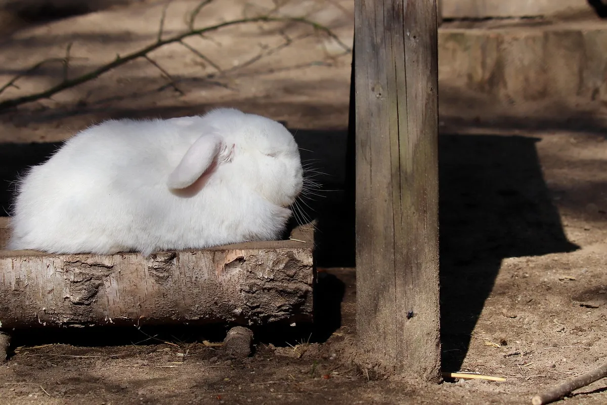 rabbits, dwarf rabbit, aries, dwarf ram, white rabbit, nature, fur, floppy ears, domestic animal, animal, feeding trough