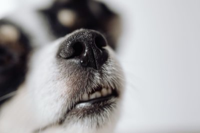 Dieta Canina: Massima Densità Nutritiva, Minimo Rischio Tossico