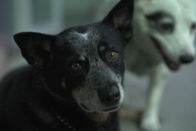 Cães: Receita Caviar com Densidade Nutricional Perfeita