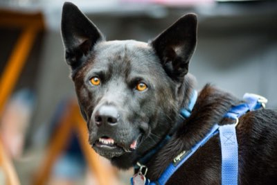 犬隻「魚子醬」食譜：追求高營養密度與生物利用率的藝術