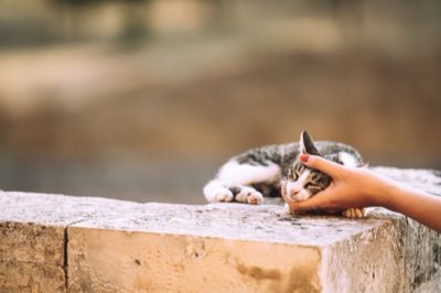 Guide expert : choisissez les ingrédients pour un régime maison