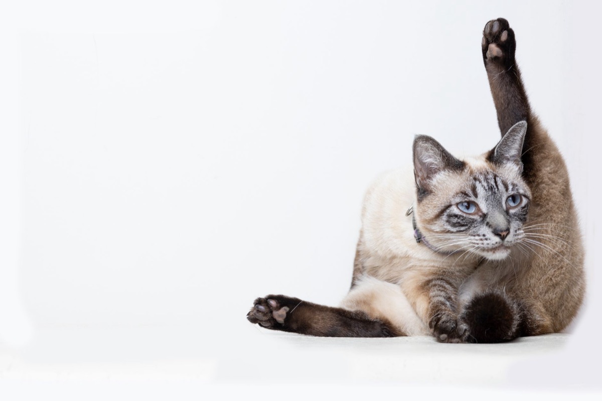 équilibre nutritionnel pour chat