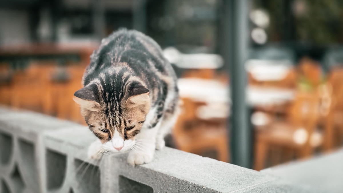 猫用自作食の栄養バランス：栄養を取るためのポイント