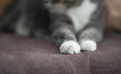 하루 180kcal 계산부터 시작: 고양이 맞춤 급여 가이드라인