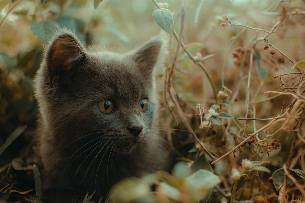 seleção de ingredientes para comida caseira para gato