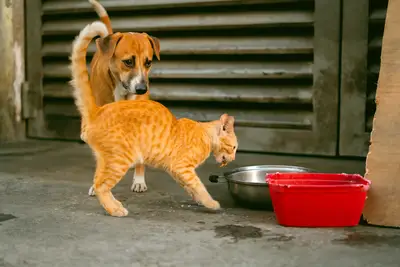 Raciones por raza canina: requerimiento mínimo proteína 18% guía