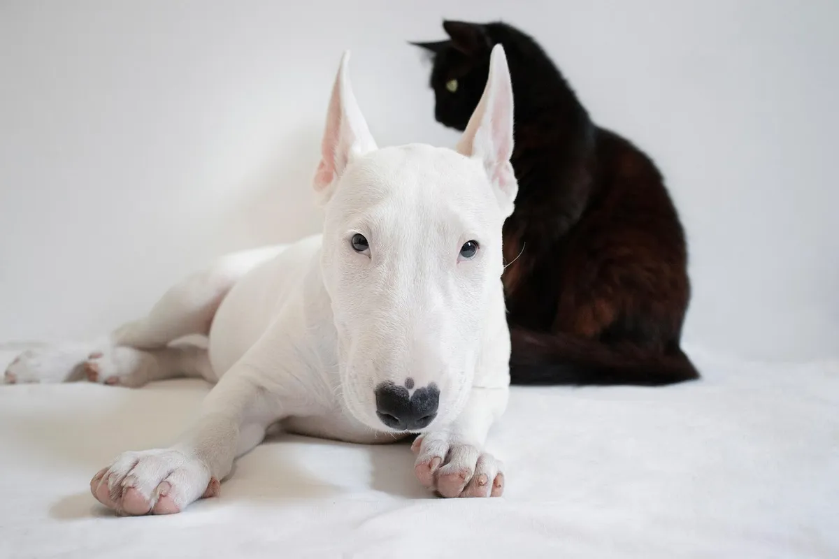 dog, pet, cat, animals, bull terrier, pets, animal, nature, friends, black cat, white dog, domestic, together