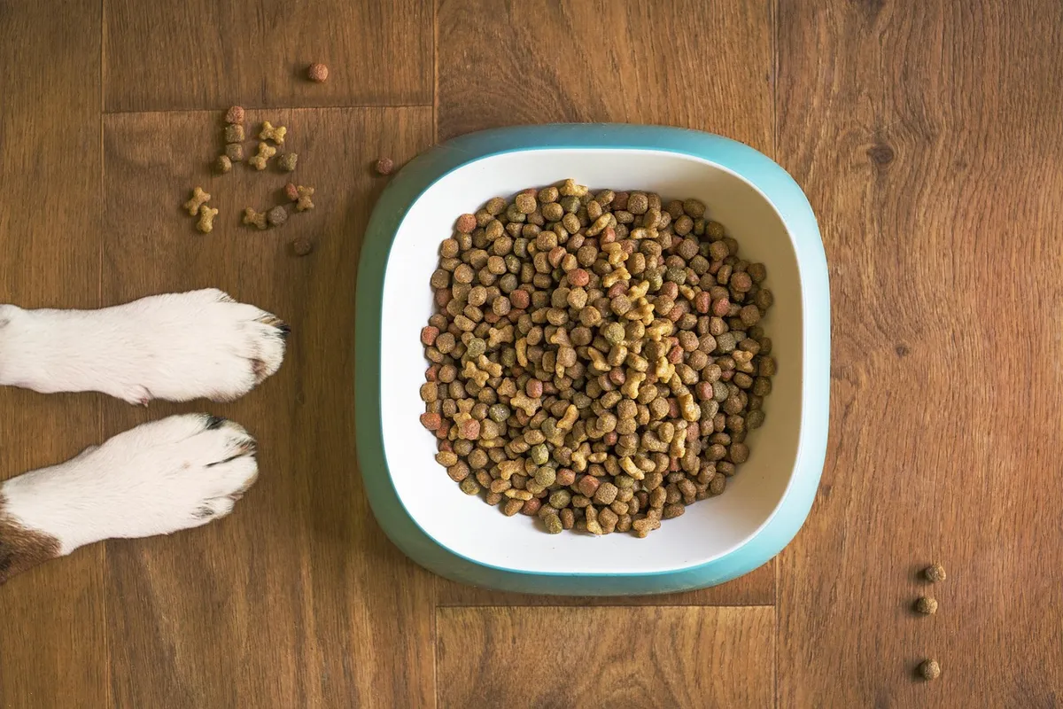dog food, dog bowl, dog kibble, dry dog food, paws, dog paws, dog food bowl, animal, grain free dog food, dog treat, pet food, dog, pet, dog eating, dog feeding