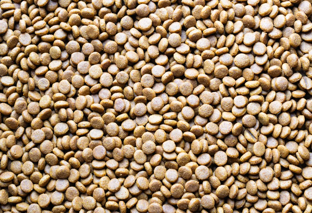 A detailed macro shot of scattered dog food pellets, perfect for pet care themes.