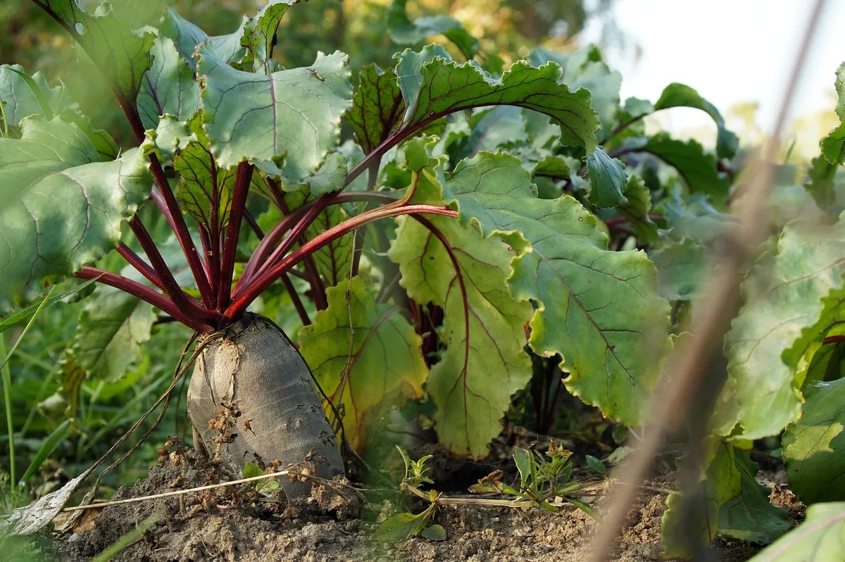 beet, vegetable, food, root crop, plant, healthy, nutrition, organic, produce, ground, garden, nature, harvest