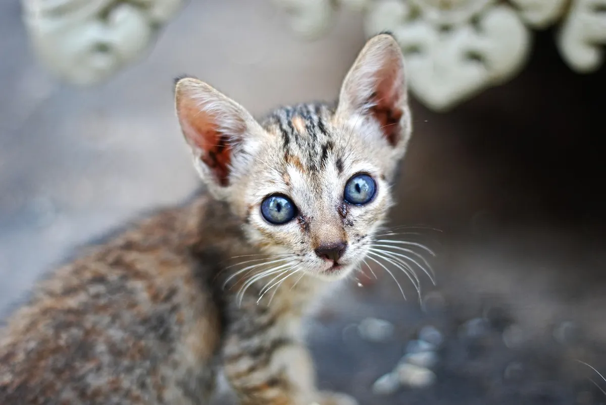 cat, kitten, pet, young cat, stray cat, street cat, feral cat, animal, domestic cat, blue eyes, feline, mammal, nature, close up