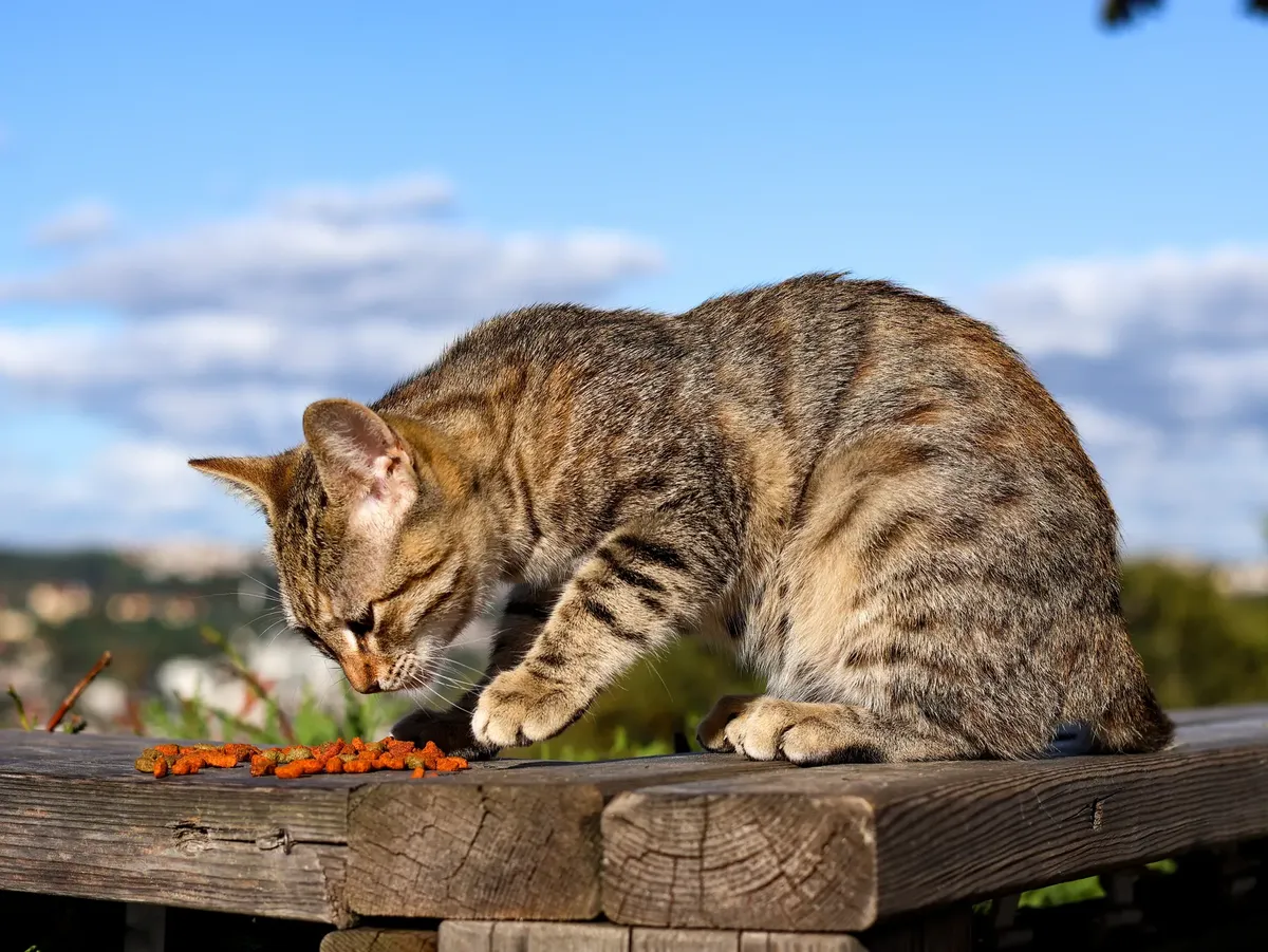 A tabby cat enjoys some dry food on a rustic wooden bench outdoors under a blue sky.
