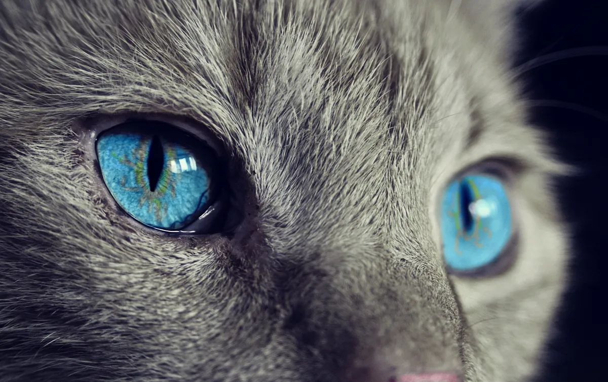 cat, cat's eyes, blue eyes, gray cat, nature, close up, macro, feline, pet, domestic, domestic cat, animal, eyes, head, fur, cat face