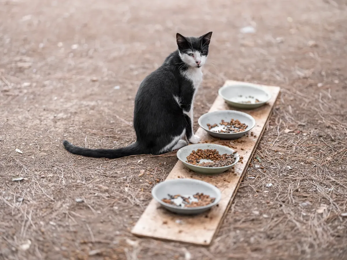 Stray black and white cat sits beside bowls of food on a wooden plank outdoors.