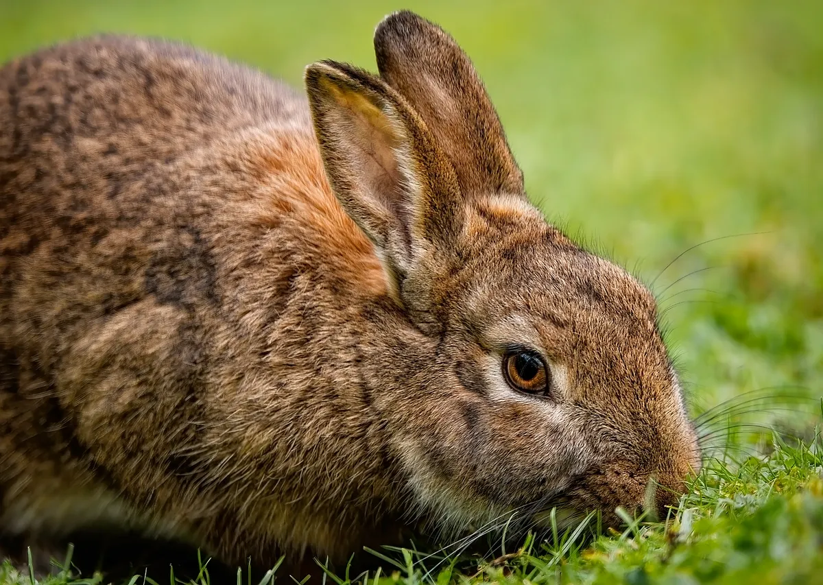rabbit, bunny, animal, mammal, pet, domesticated, nature, grass, grazing, rabbit, rabbit, rabbit, rabbit, rabbit
