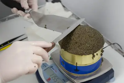 猫 キャビア 給餌量 計算 10%の範囲で健康を維持するガイド