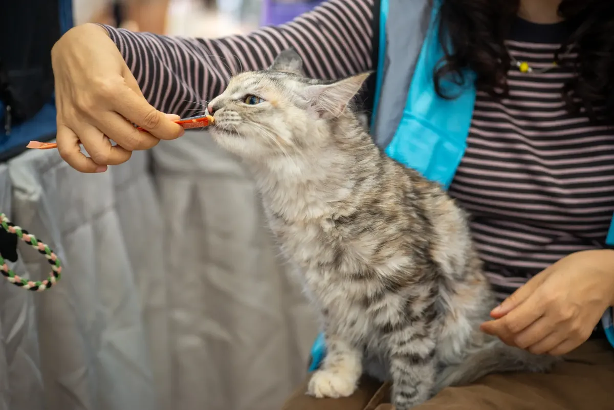 A fluffy cat eagerly eats a treat offered by its owner indoors, creating a cozy and joyful scene.